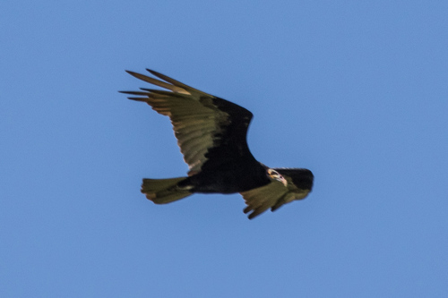 Lesser Yellow-headed Vulture (Cathartes burrovianus), photo 5