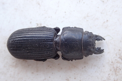 Passalidius fortipes