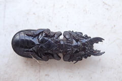 Passalidius fortipes