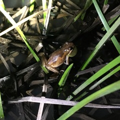 Litoria dentata