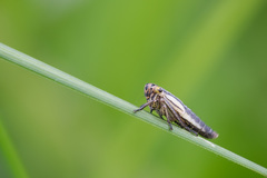 Handianus flavovarius