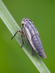 Handianus flavovarius