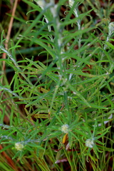 Pseudognaphalium oligandrum