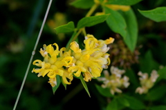 Pearsonia cajanifolia