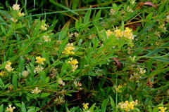 Pearsonia cajanifolia