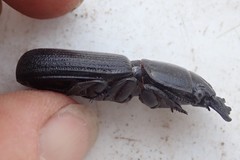 Passalidius fortipes