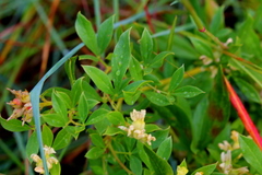 Pearsonia cajanifolia