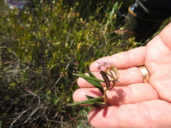 Andromeda polifolia glaucophylla