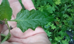 Solanum furcatum