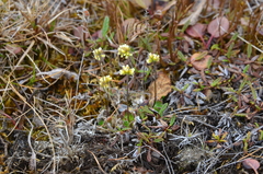 Draba oblongata