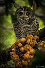 Strix rufipes rufipes