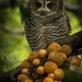 Rufous-legged Owl - Photo (c) Omar Barroso Putare, some rights reserved (CC BY-NC)