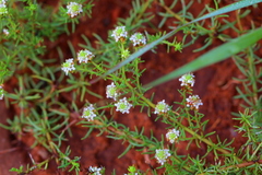 Selago densiflora