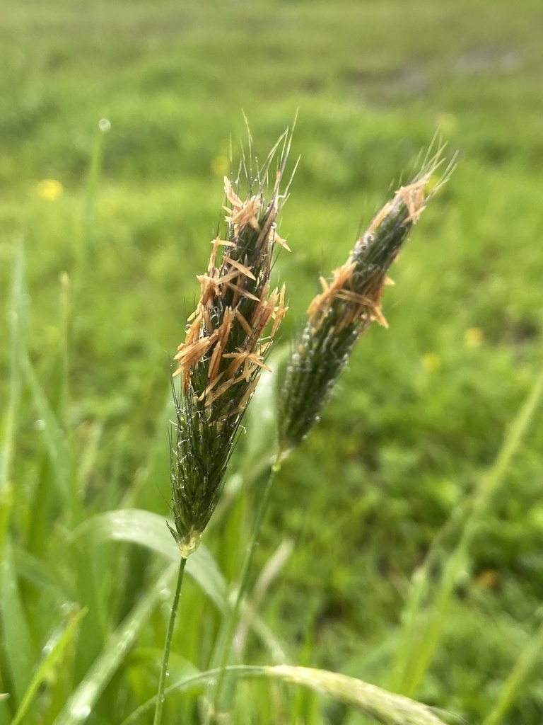 Alopecurus utriculatus