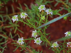 Selago densiflora
