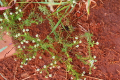 Selago densiflora