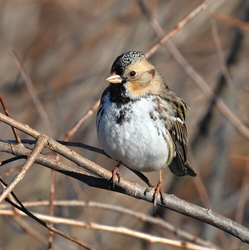 Harris's Sparrow (Zonotrichia querula)