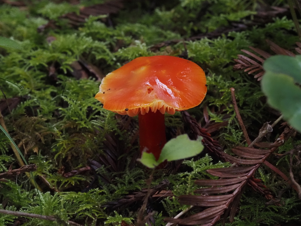 Hygrocybe sp. 'marchii-PNW11'