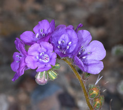 Phacelia calthifolia