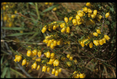 Erica campanularis