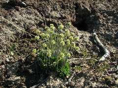 Draba oblongata