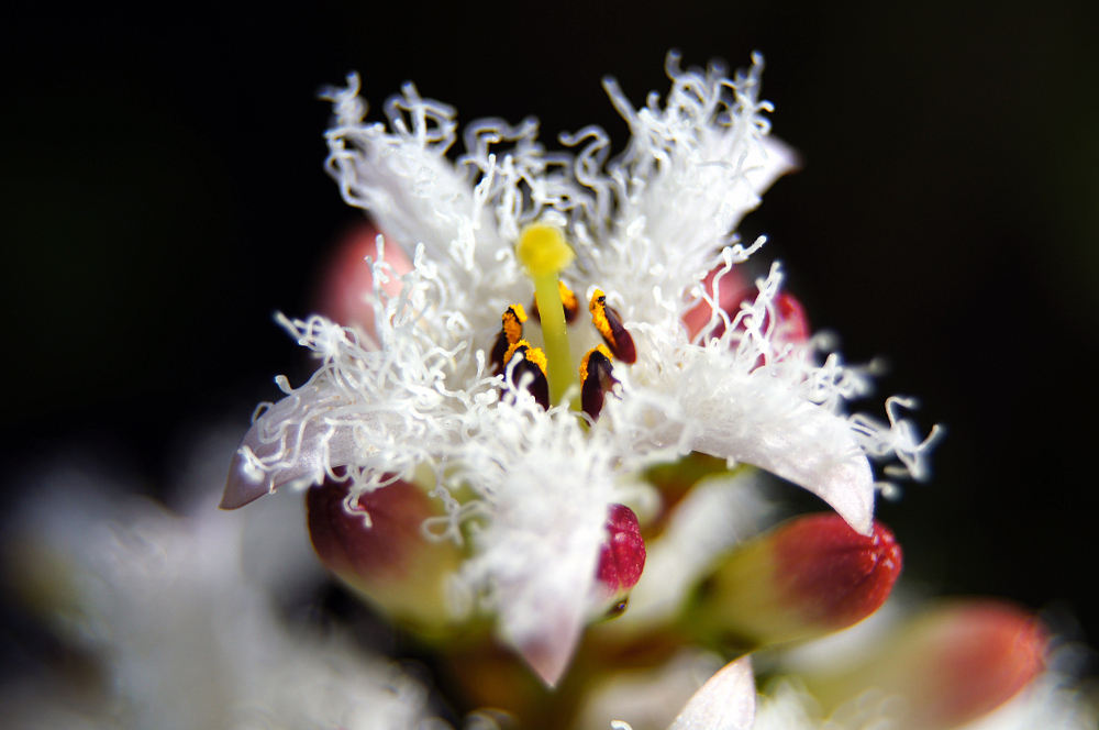 Menyanthaceae