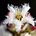 Menyanthes trifoliata - Photo (c) psweet, algunos derechos reservados (CC BY-SA), subido por psweet