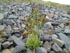 Draba oblongata