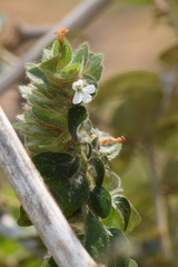 Phaulopsis imbricata