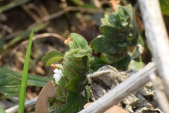 Phaulopsis imbricata