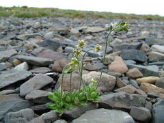 Draba oblongata