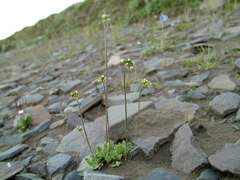 Draba oblongata