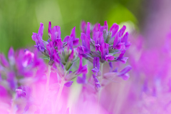 Astragalus versicolor