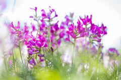 Astragalus versicolor