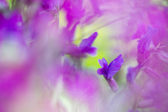 Astragalus versicolor