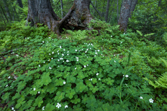 Anemonastrum baicalense