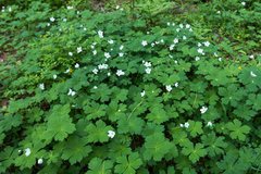 Anemonastrum baicalense