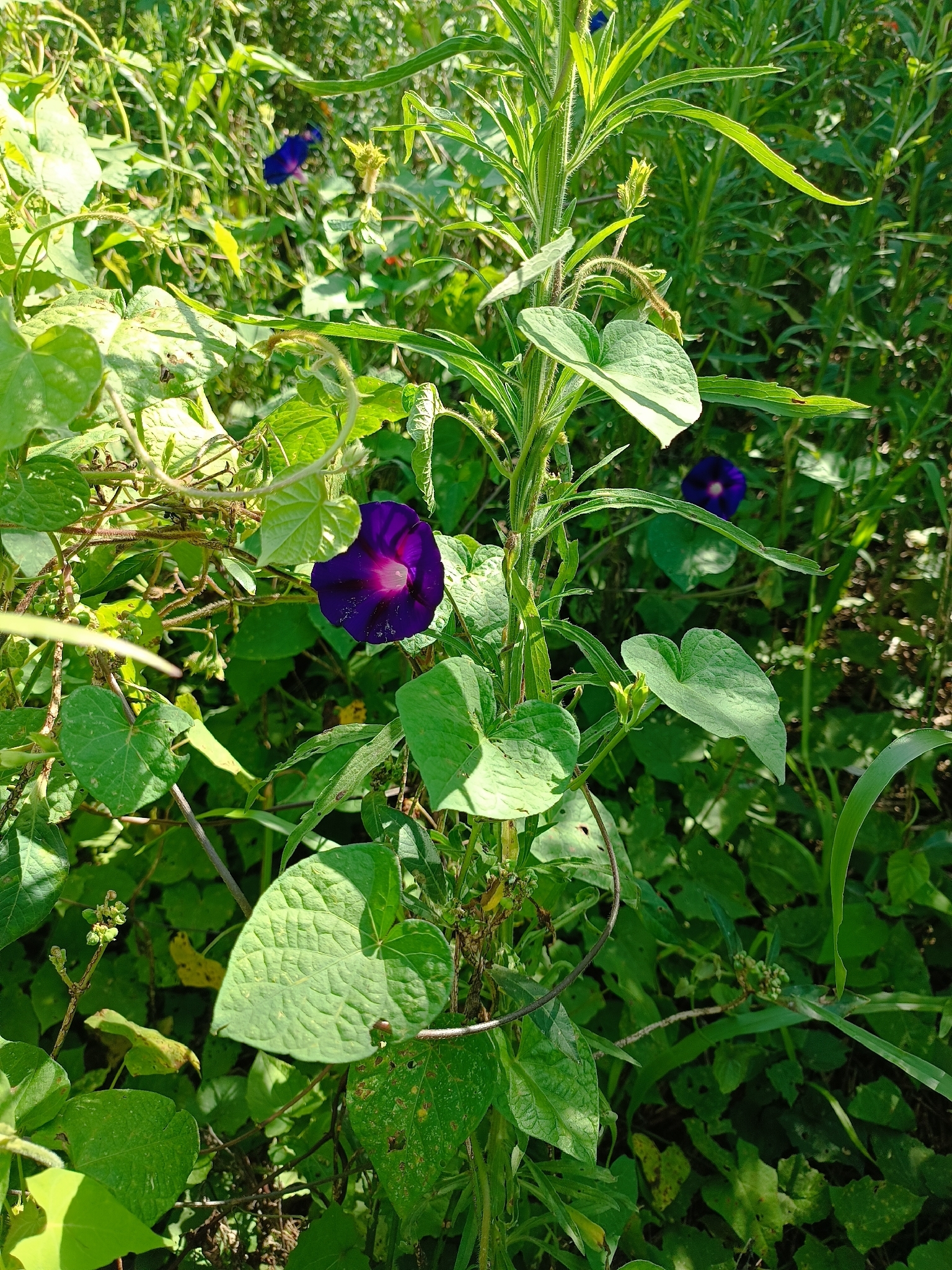 Ipomoea purpurea