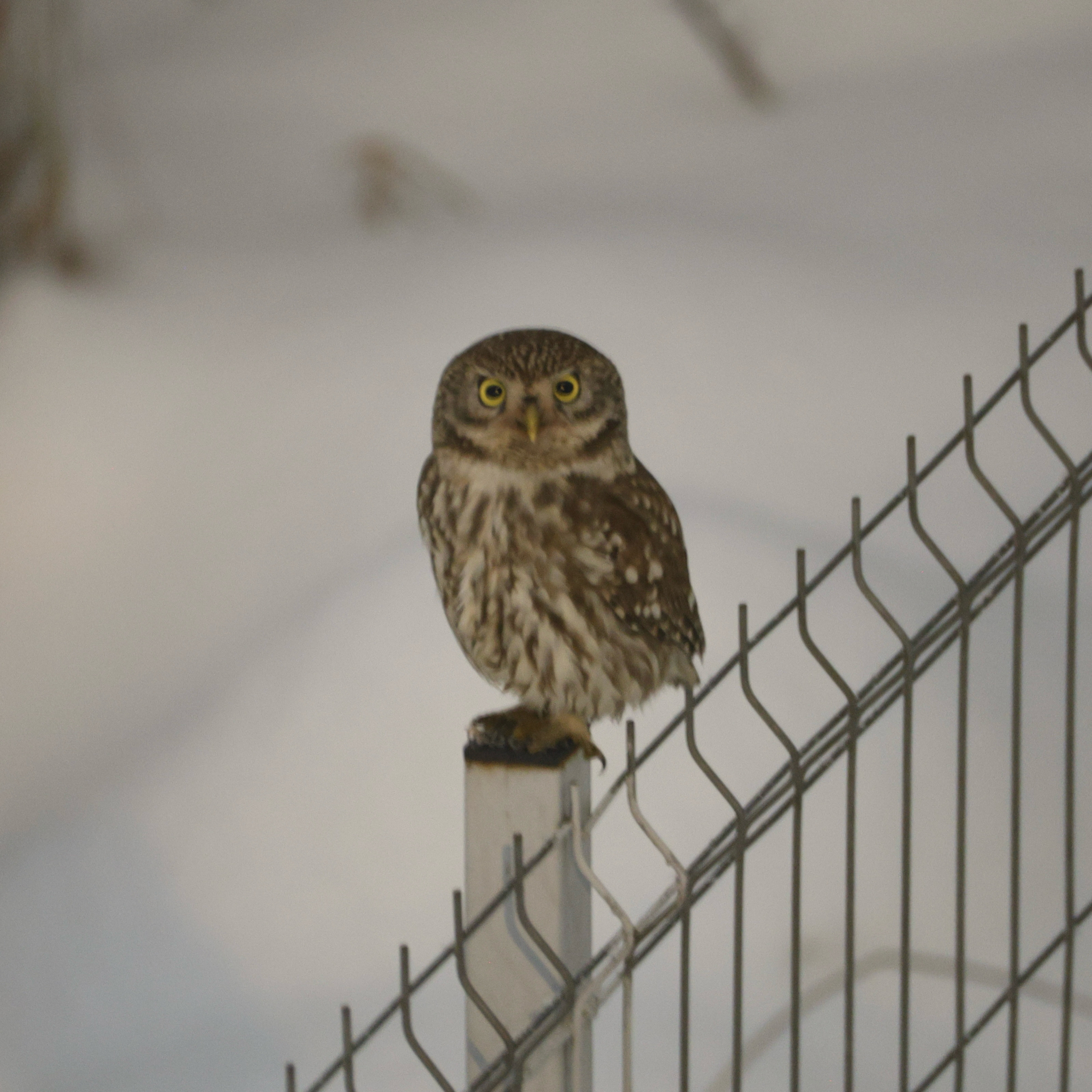 Little Owl (Athene noctua), photo 7