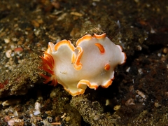 Glossodoris