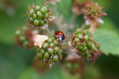 Harmonia axyridis