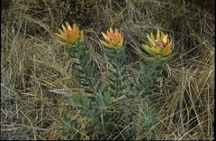 Leucadendron daphnoides