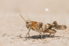 Oedipoda caerulescens