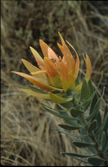 Leucadendron daphnoides
