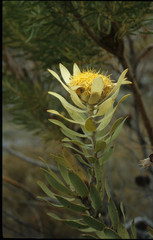 Leucadendron daphnoides