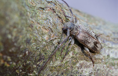 Exocentrus adspersus