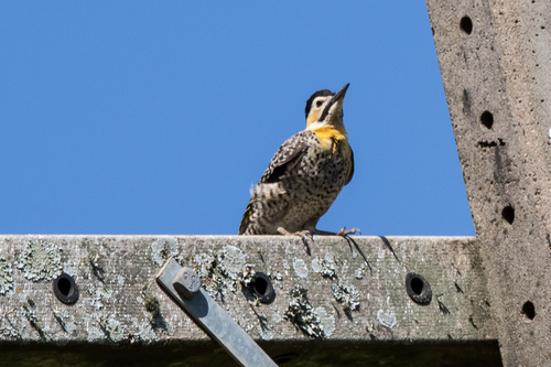 Campo Flicker (Colaptes campestris), photo 4