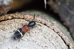 Tilloidea unifasciata