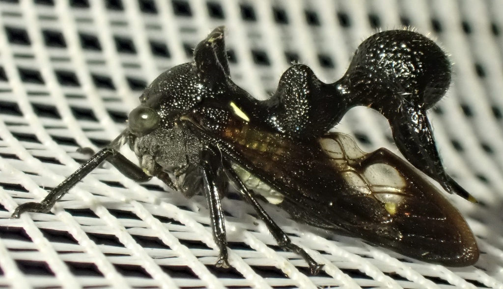 Heteronotus nigrogiganteus