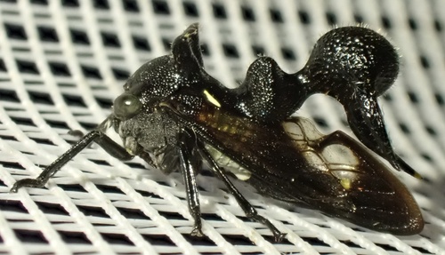 Heteronotus nigrogiganteus